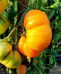 summer cider apricot1